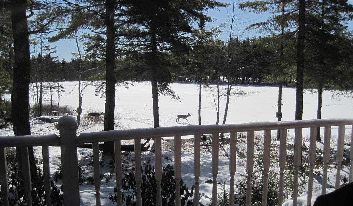 Winter am Beech Lake